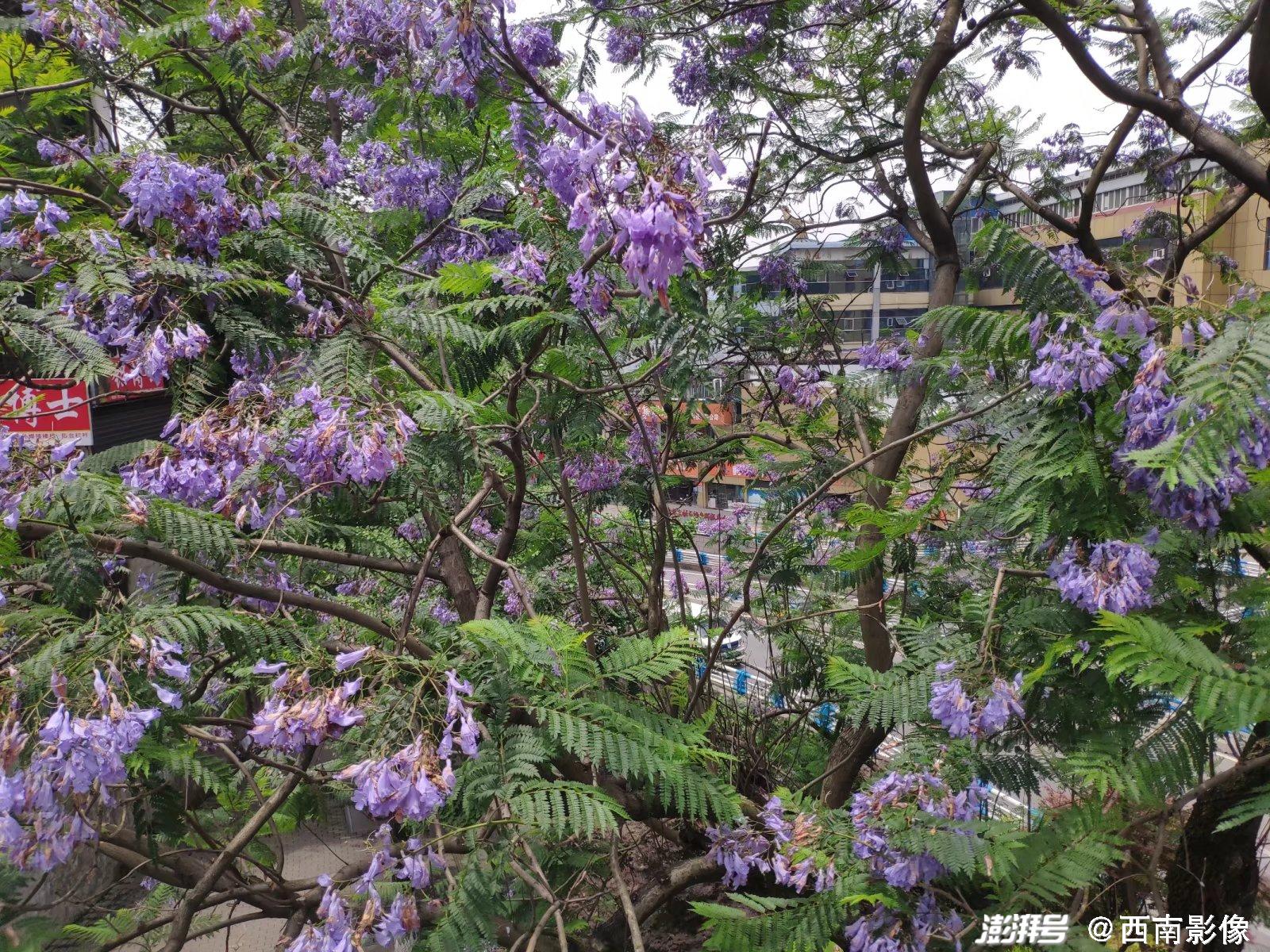 重庆街头披上 紫衣 蓝花楹的花朵显得格外艳丽