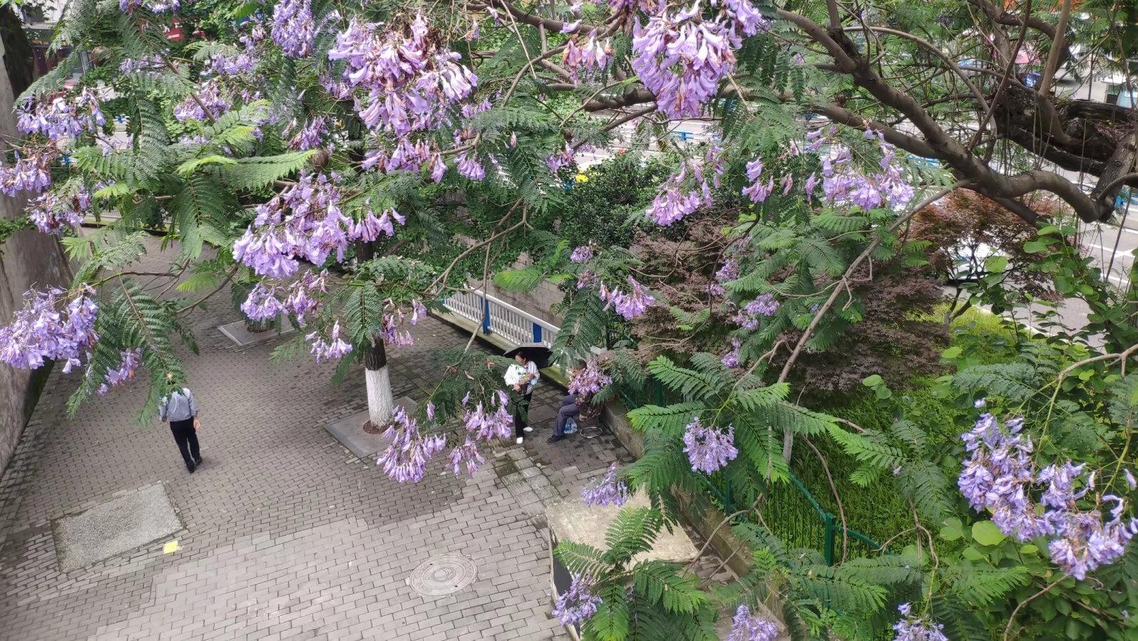 重庆街头披上“紫衣”，蓝花楹的花朵显得格外艳丽