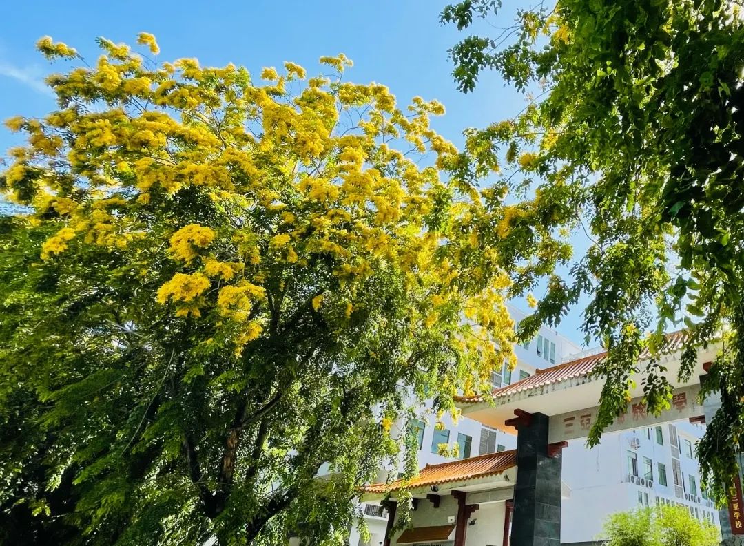 每到印度紫檀树花开季三亚河东路海南中学三亚学校路段,新风街,榆亚路