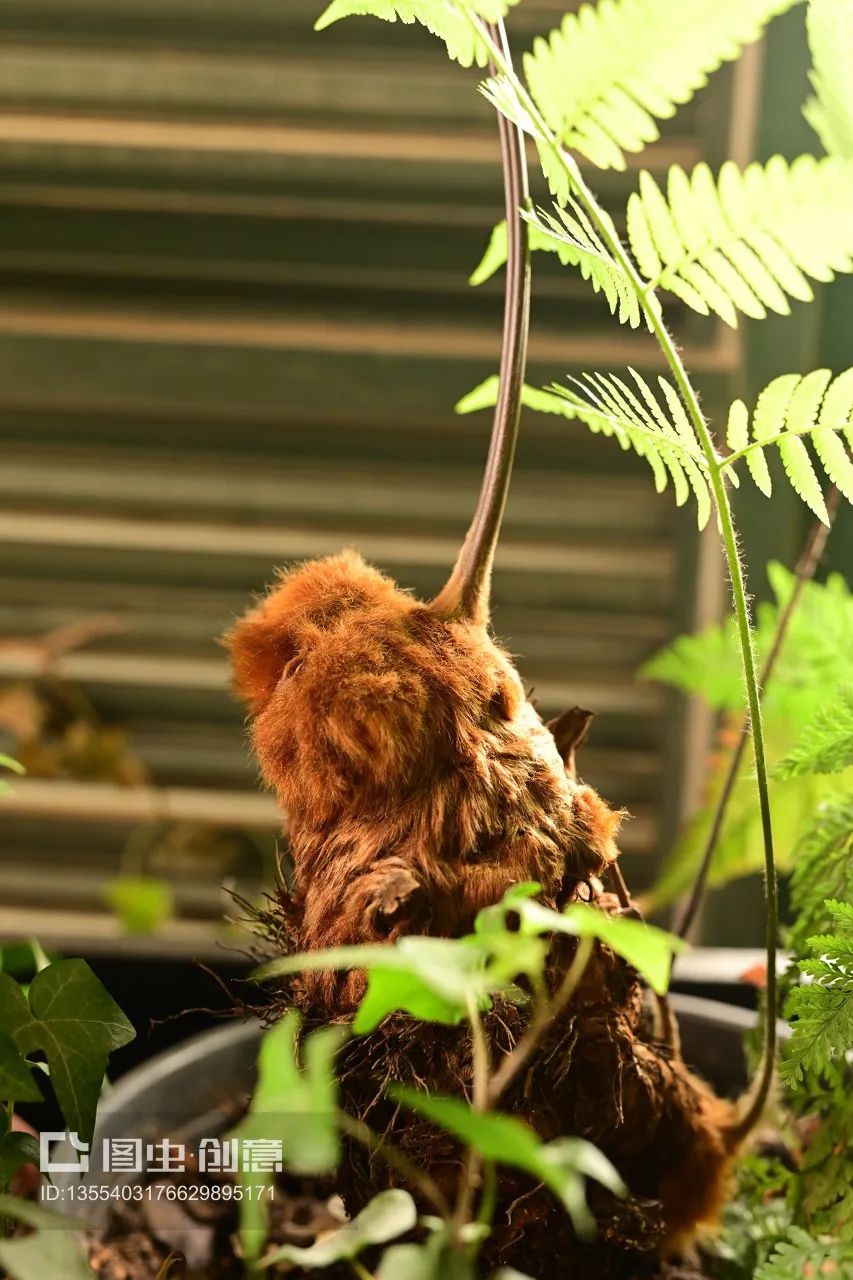 今天,我们说到的"金毛狗"是一种蕨类植物,属国家级濒危珍奇植物,植株