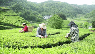 【榜样的力量】郑时兵:一颗匠心造就一杯好茶