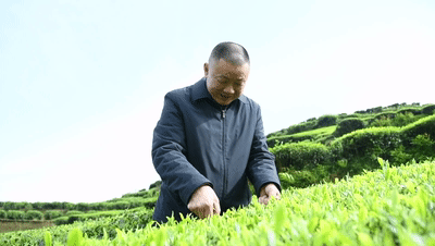 【榜样的力量】郑时兵:一颗匠心造就一杯好茶