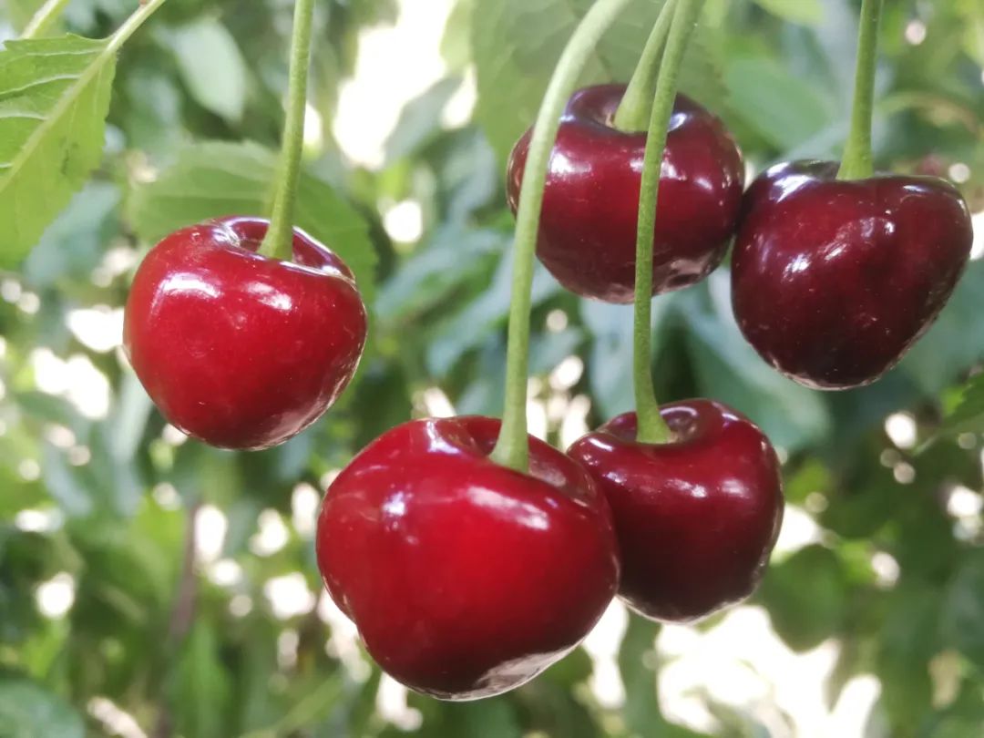 种类主要分布在文屏,桃源,茨院等乡(镇)鲁甸大樱桃种植规模已发展至