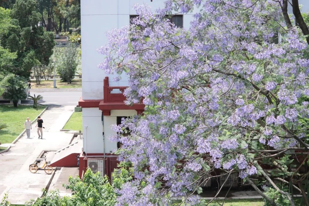 是心動的感覺川大藍花楹夢幻綻放