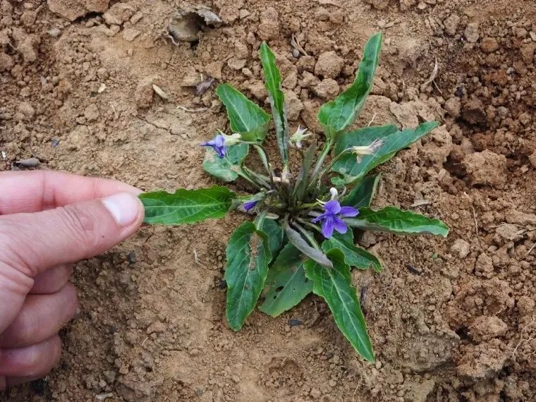 圖:紫花地丁季德勝蛇藥片是臨床上長期使用並且證明有效的藥物,用黃酒