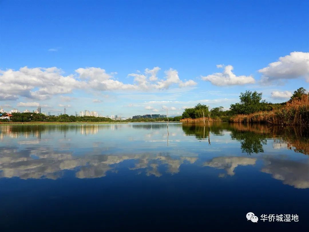 豹貓安家華僑城溼地公園