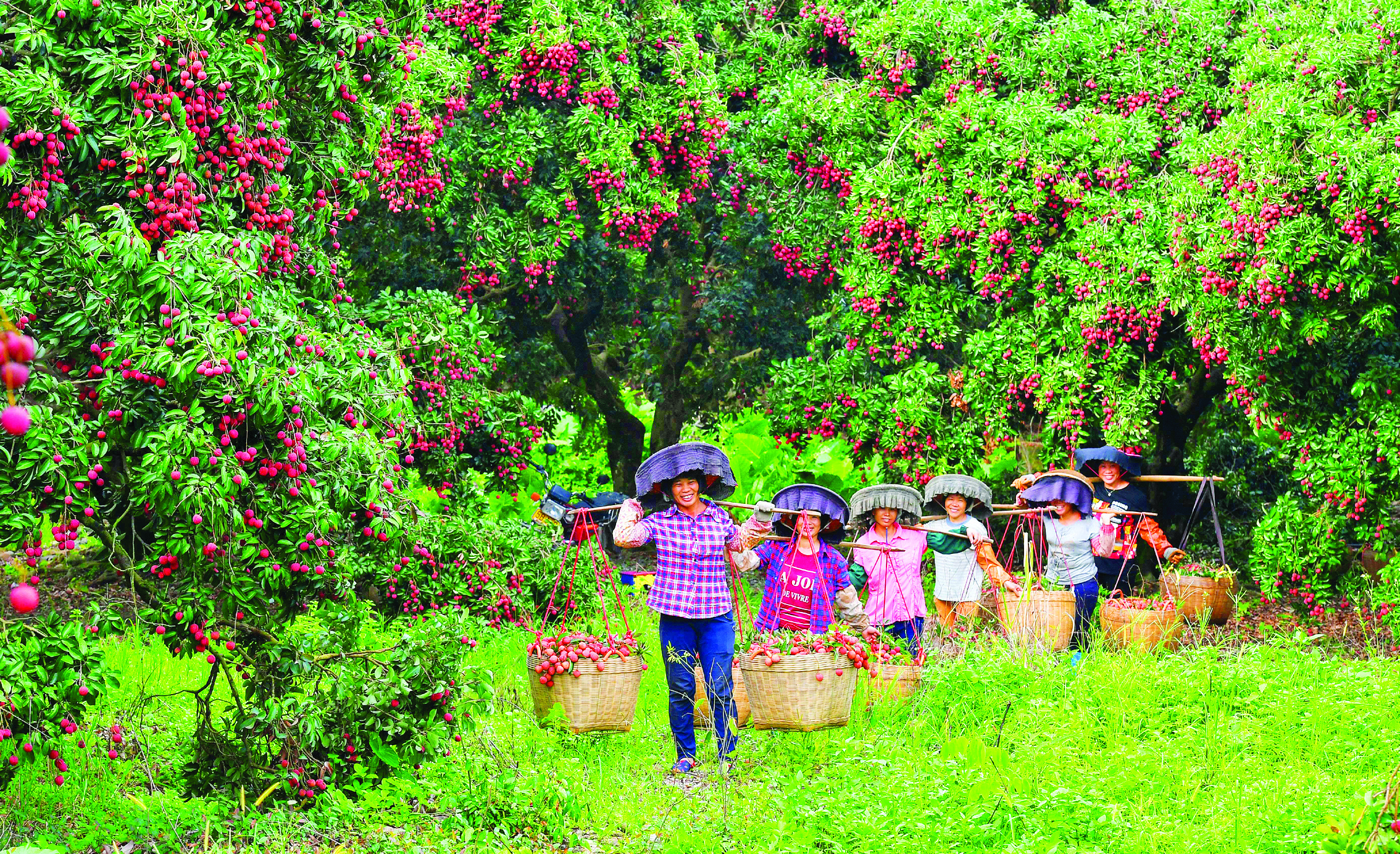 惠阳镇隆荔枝久负盛名有大动作正在谋划着