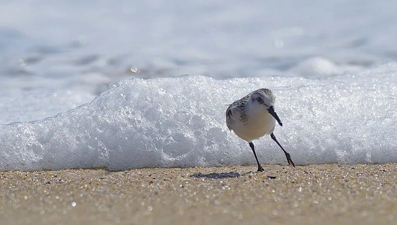 跑来跑去跑来跑去,这些鸟为什么要再危险边缘反复试探?