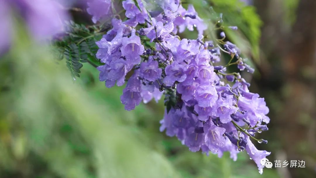 蓝花楹唯美短诗句(赞美蓝花楹的千古名句)