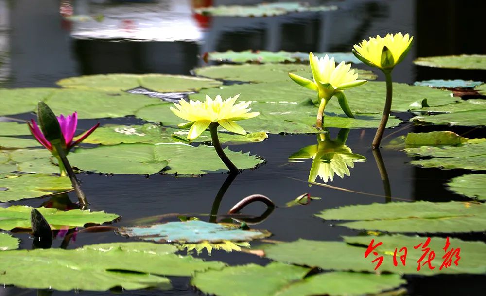 【多图】岐山村200株香水莲绽放,香喷喷……