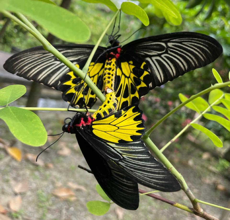 轿子山自然保护区发现中国体型最大蝴蝶金裳凤蝶
