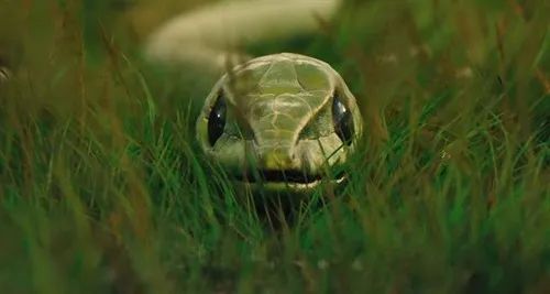 夏季来临蛇出没频繁啊啊啊啊遇见蛇该怎么办