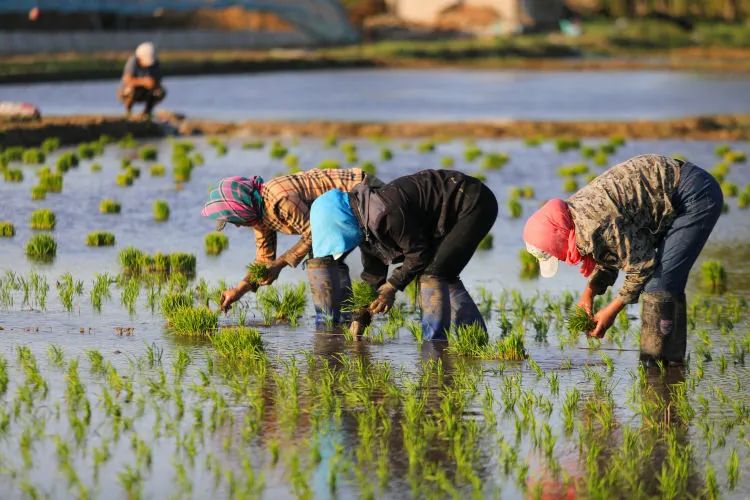 人工插秧忙田间风景美如画