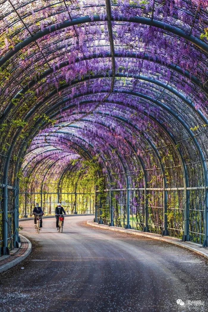 (摄影:周霞)《爱滨州》(摄影:张俊梅)《蜂花》(夏艺明)《紫藤花隧道》