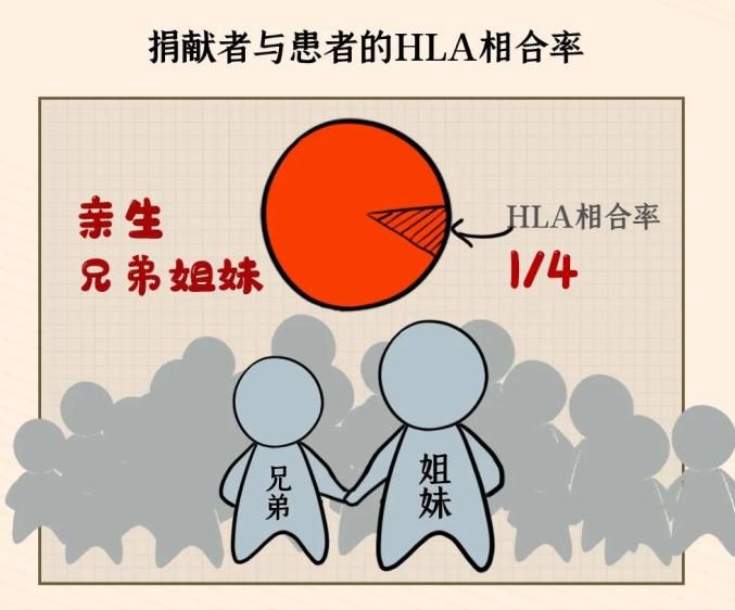 科普知识造血干细胞爱的告白你收到了吗