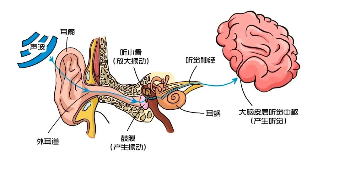 会引起鼓膜振动,再通过振动中耳的三块听小骨将声音传给内耳的耳蜗