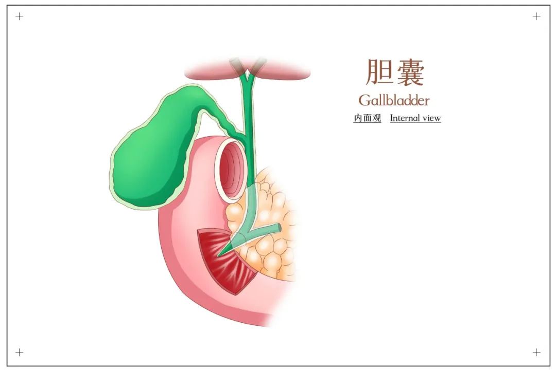 胆管癌致死率高出现这些症状要警惕