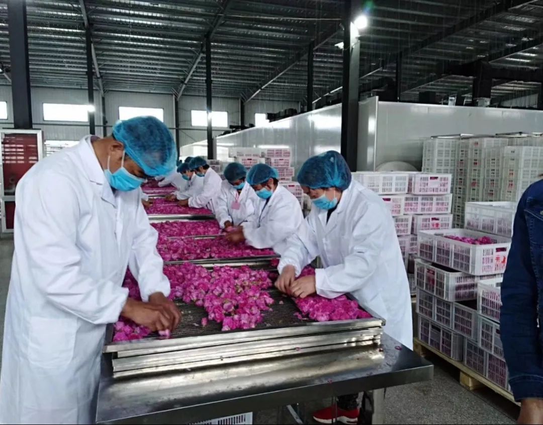 每逢五月,这里的人们每日清晨两三点钟起来采花,戴着头灯穿梭于花田中