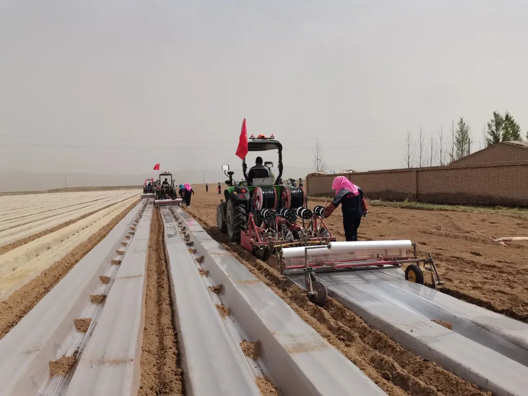 胡萝卜也能“收割”了！全省首台采收机在泉试验-中国福建三农网