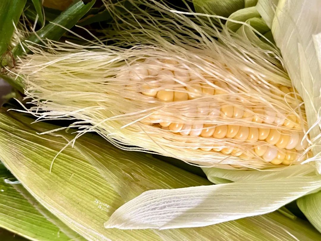 深受大家喜爱的玉蜀黍前身只是一根草