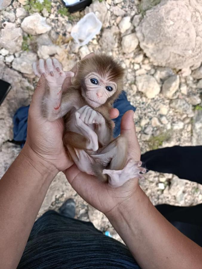 关注她给巴掌大的猴宝宝当妈妈