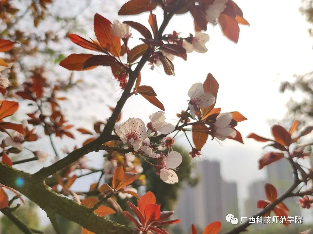 芳華方喚醒小世界裡的精靈養花人多少份靜默的期盼滿眼春色滿院花香