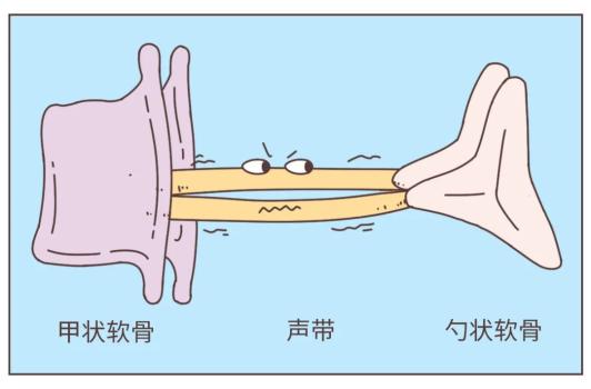 聲帶就包括這些肌肉組織中是喉腔各種肌肉的「支撐板」甲狀軟骨(喉結)