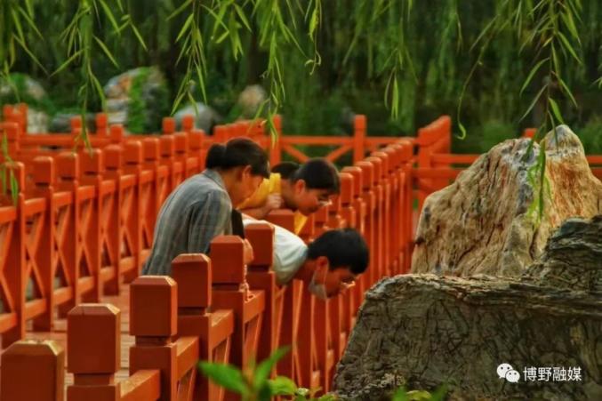 绽放新颜值快来博野公园感受炎炎夏日藏在这里的小美好