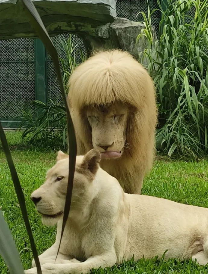 工作人员表示:据广州动物园的谁给他剪的头发也有网友发出疑问齐