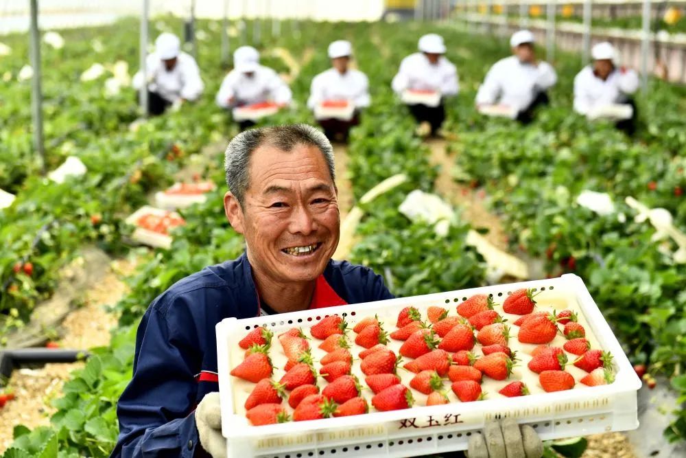 5月17日,进入乳山市腾裕现代农业产业园的大棚内,绿油油的秧苗上挂着