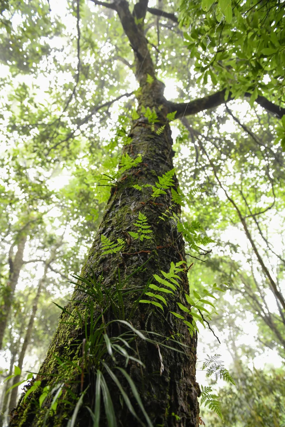 cop15带您感受西双版纳森林中的共生关系