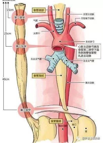 犬气管食道解剖图图片