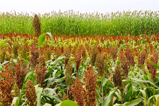 文化两创看山东高密东北乡莫言的红高粱还在蓬勃生长