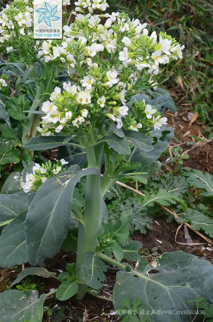 伸展甘蓝的茎也可以走上不同的道路比如胖成个球↓擘蓝(图源网络)擘蓝
