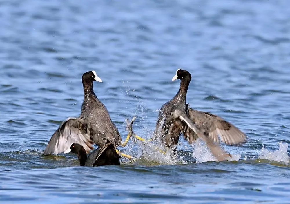 如果你跟我一样,是通过摄影师捕捉到的镜头,来认识白骨顶鸡,那你一定