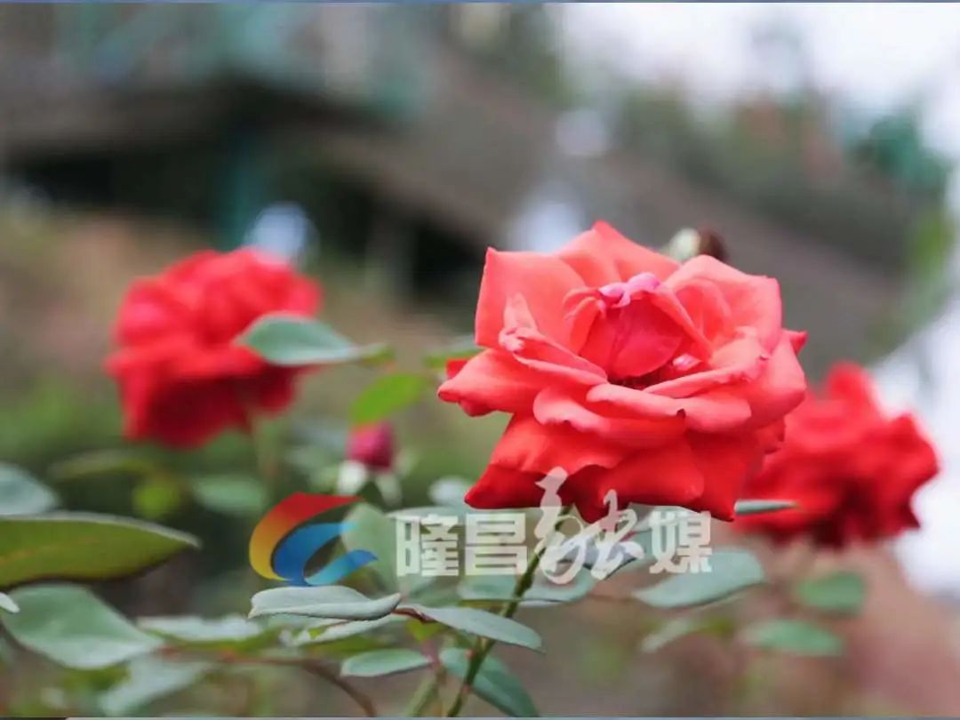 赏花游湖滑彩虹道到隆昌这里耍免门票一个月哈