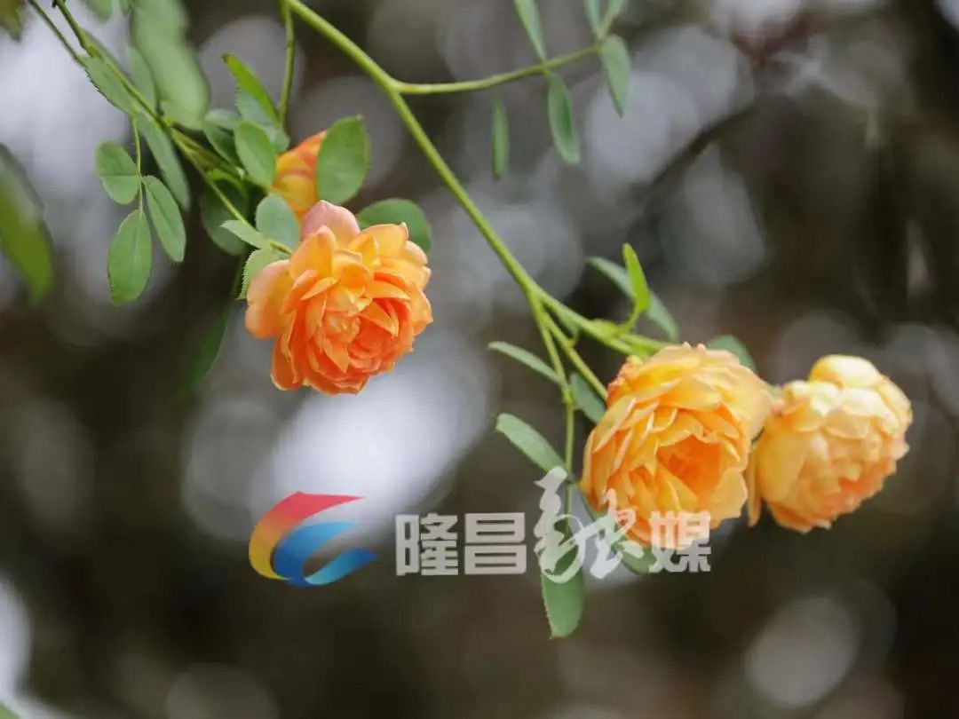 赏花游湖滑彩虹道到隆昌这里耍免门票一个月哈