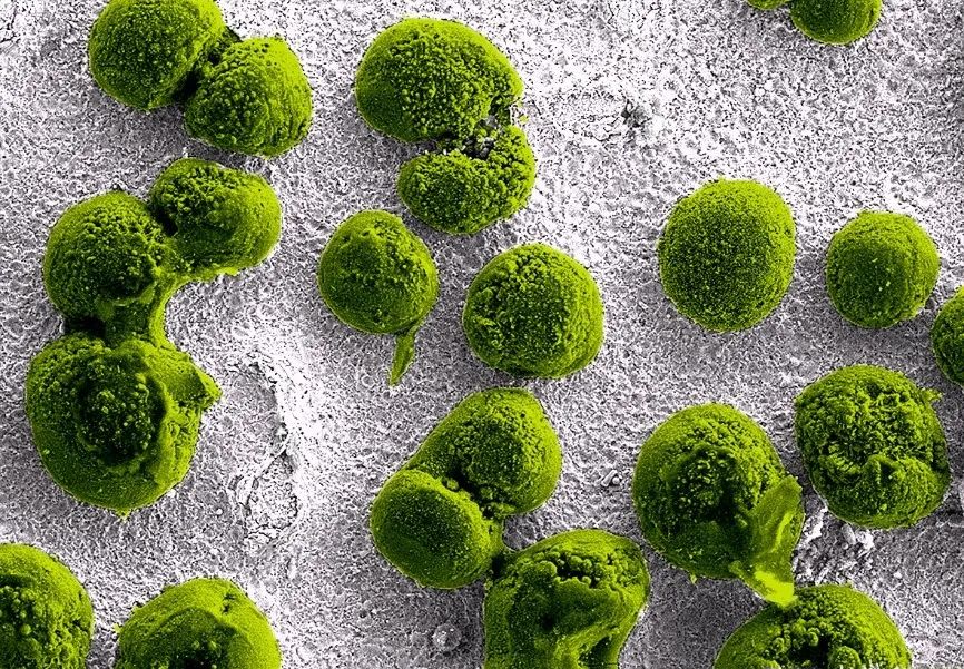 微观世界的美超出了想象