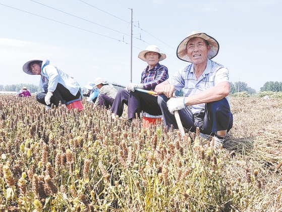 确山县8万亩夏枯草开镰