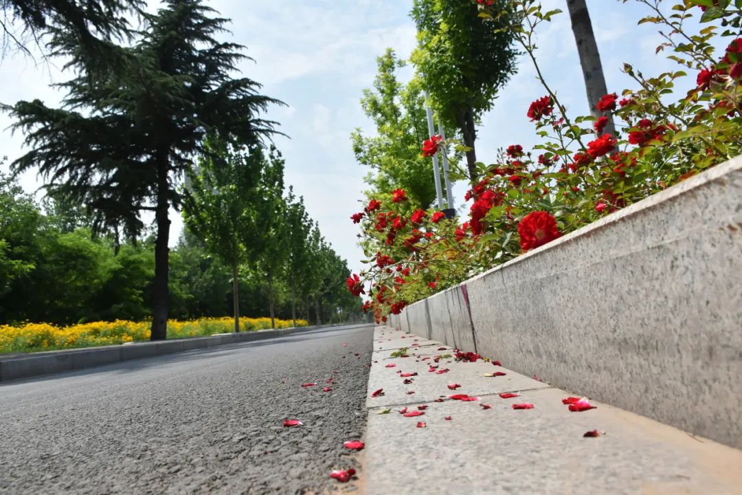 打卡武安最美环城路