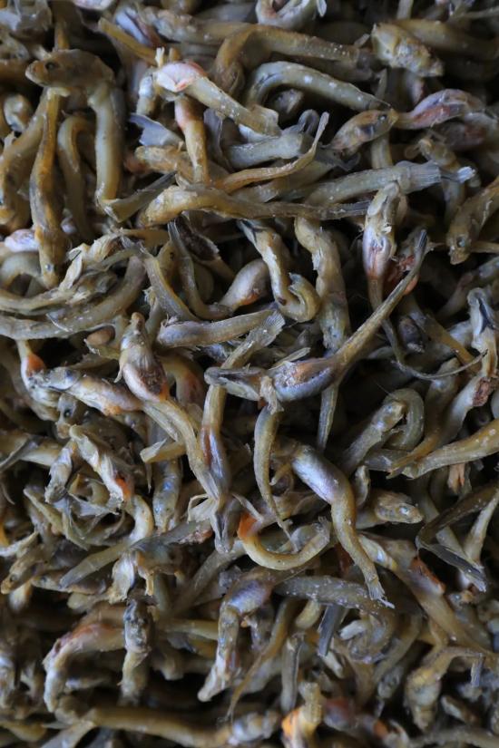 顾名思义,望海潮是跟着潮水走的,潮来它来,潮走它走.