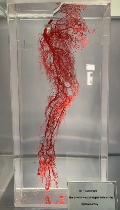 下面这张图就是我们平时示教的两个标本.