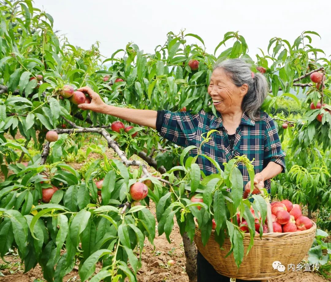 图说内乡乡村振兴篇①赤眉油桃熟了