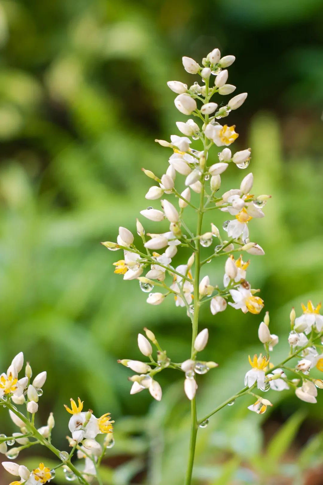 向上生长(陈祎 摄)合欢花开(周冬琴 摄)晴空下的运动场(陈祎 摄)草木