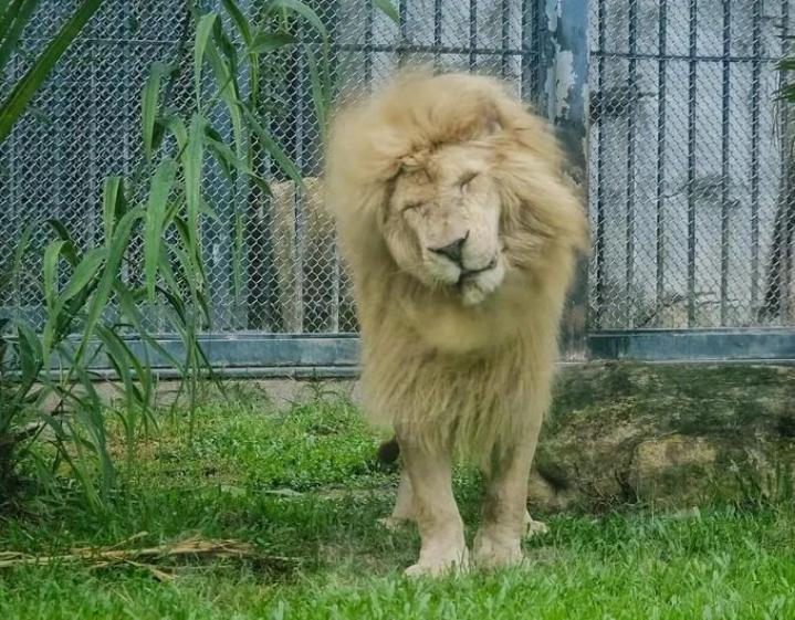 齐刘海的狮子很呆萌卷发的狮子也不错