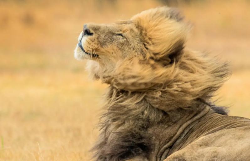 齐刘海的狮子很呆萌卷发的狮子也不错