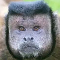脸上猴子的种类及图片图片
