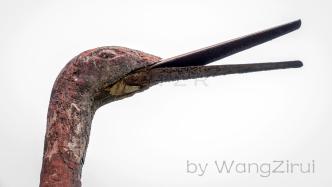 两只铁鹤：高4.2米，经470多年风霜雨依然玉立丨青州博物馆