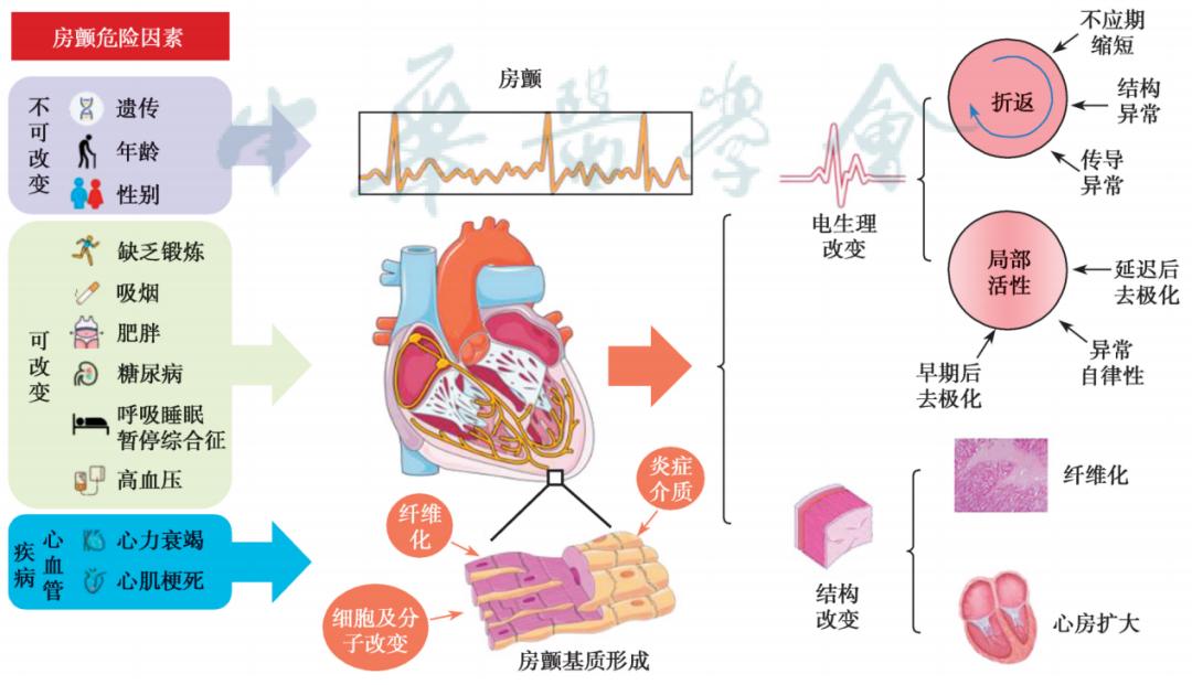 董建增教授房颤急性发作处理