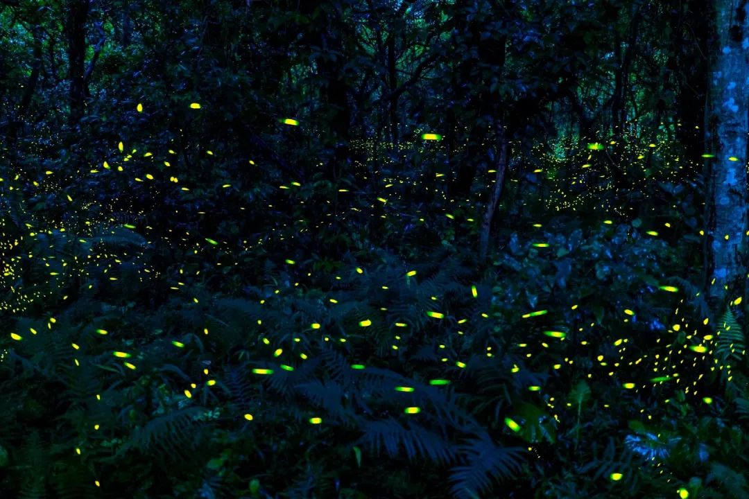 亮了!世界环境日的夏夜,东莞也有萤火虫的光